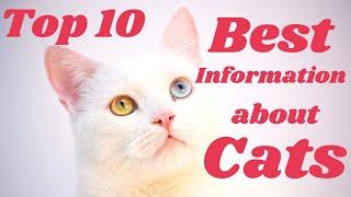 Top 10 Best Information About Cats, Must Know Information about Cats