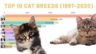 Top 10: Cat Breeds Facts You Didn't Know