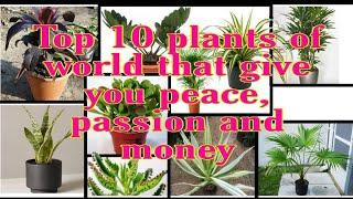 Top 10 plants of world that give you peace,passion and money.