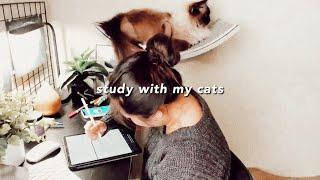 1st Day of March STUDY WITH ME & my cats | Fireplace Sounds