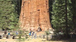 Top 10 BIGGEST Trees on Earth