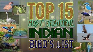 Top 15 most beautiful Bird's in India 