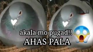 AHAS SA PUGAD NG KALAPATI | KAININ KAYA SYA NG AHAS?