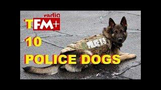 Top 10 Police Dog Breeds | Intelligent Dogs | Top 10 Pets TD Tiger