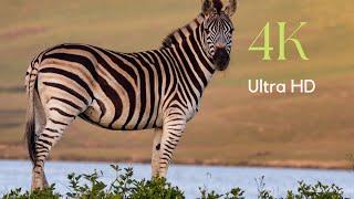 ZEBRA: TOP 10 AMAZING FACTS IN 4K ULTRA HD