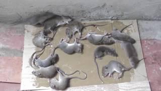 Make Rats Trap With Paper | 20 Mice In Trap | Top Video Glue Trap 2019