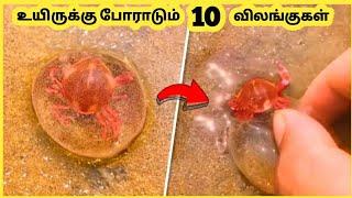 உயிருக்கு போராடும் விலங்குகளை காப்பாற்றிய மனிதர்கள் || Ten Amazing Animals || Galatta Info Tamil