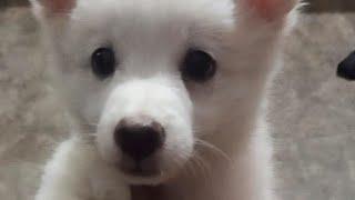 Pomeranian puppy for 5.5k | call - 8008732004 || Pets for Sale ||