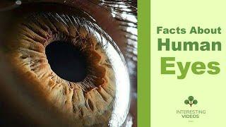 Interesting Facts About Humain Eyes | Interesting Videos