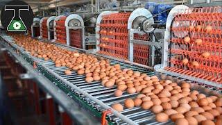 Food Factory Machines Operating at an Insane Level