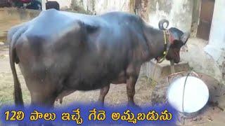 12లీ పాలు ఇచ్చే గేదె అమ్మబడును |  top milking buffalo |graded murrah