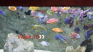 AFRICAN CICHLID FOOD EXPERIMENT | Week 10 | Best Fish Food For African Cichlids