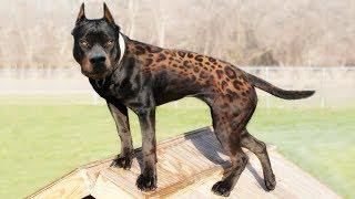 10 Most Interesting Looking Dog Breeds