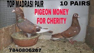 10 PAIR LAAL MADRASI TOP QUALITY TAAOBND PAIR MONEY FOR CHERITY