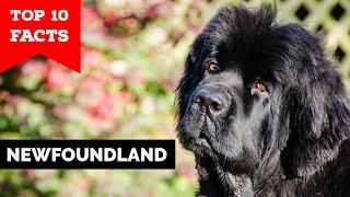 Newfoundland - Top 10 Facts