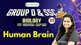 8:30 AM - RRB Group D & SSC 2020-21 | GS (Biology) by Shipra Ma'am | Human Brain