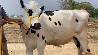 Top class abs 7 month pregnant 40000 prize range available on sarb cheema dairy farm cont 7508023218