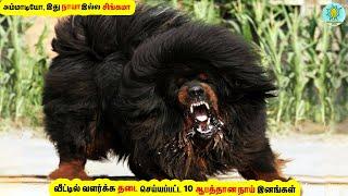 வீட்டில் வளர்க்க தடை செய்யப்பட்ட 10 ஆபத்தான நாய்கள்! 10 Most Dangerous Banned Dogs!