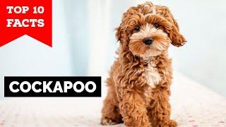 Cockapoo - Top 10 Facts
