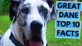 Great Dane - TOP 10 Interesting Facts