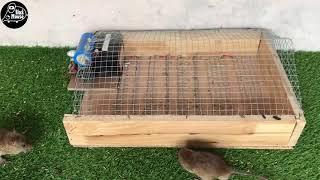 Top 10 idea mouse trap