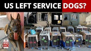 Afghanistan: While ITBP Airlifted Indian K9 Force, Did US Abandon Its Service Dogs at Kabul?| NewsMo