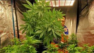 Cannabis Grow: Indoor & Outdoor Garden Set Up | Growing Marijuana Plants | Weed And Wrestling