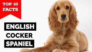 English Cocker Spaniel - Top 10 Facts