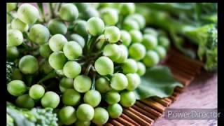 Turkey Berries Health Benefits Top10 Benefits (My Health) bLOOD TONIC