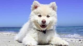 List Of Top 10 Most Cutest Dog Breeds In The World 2019