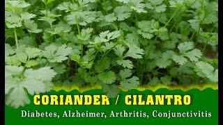 CORIANDER (Cilantro): Boost Heart Health, Treat Diabetes, Alzheimer And More | TOP 10 Indian Herbs