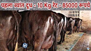 10 to 20 liter Milk Capacity Buffaloes at a Dairy Farm. District-Hisar(Haryana )