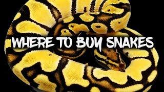 Top 10 Places to Buy Snakes!