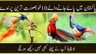 10 Most beautiful Birds in Pakistan || Most beautiful Birds || پاکستان کے  10 خوبصورت ترین پرندے