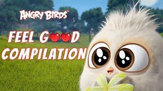 Angry Birds | Feel Good Compilation 1