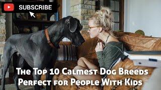 The Top 10 Calmest Dog Breeds Perfect for People With Kids | Dog Series Part 1 | Animal Lover