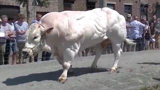 Top 10 Most Unusual Cows You Probably Didn't Even Know Existed