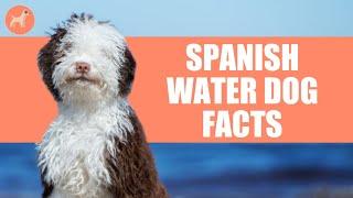 Spanish Water: Top 10 Facts About This Playful Dog