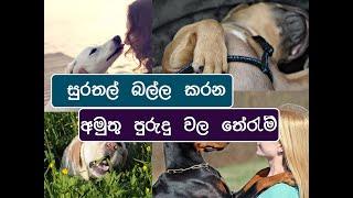 10 Useful Clues To Understand Your Dog Better Sinhala | ගෙදර සුරතලේට ඇතිකරන බල්ල කරන අමුතු දේවල්