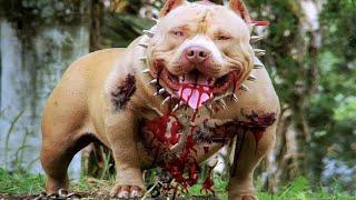 10 Most Dangerous Dogs in the World