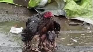 Mother love | mother and child | mother baby | mom and child | animals love