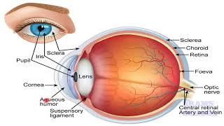 HUMAN EYE CLASS 10 GCERT NCERT CBSE ICSE SCIENCE CHAPTER 10 BRAMS SCHOOL AHMEDBAD TOP 10 SCHOOLS