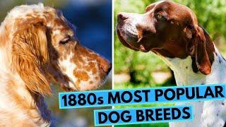 1880s TOP 10 Most Popular Dog Breeds in the USA