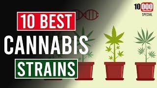 The 10 BEST Cannabis Strains! As Voted for by You 