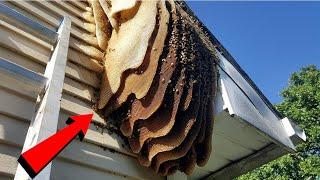 Top 10 Worst Bug Infested Houses