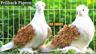 most beautiful frillback pigeon in the world || frillback pigeon price ||