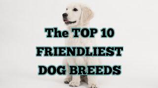 THE TOP 10 MOST FRIENDLIEST DOG BREEDS AS A FAMILY DOG |Niru's Petzone