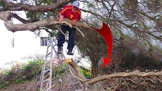 Top 10 DangerousTree Felling Fails Compilation & Idiots With Chainsaw ! Tree Falling in House