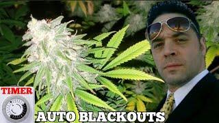 Growing Cannabis: Does This Happen To You? (Auto Blackouts) Growing Marijuana. Weed And Wrestling