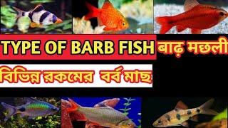 Barb fish with price |  Top 10 popular varieties of barb fish | Type of barb fish.